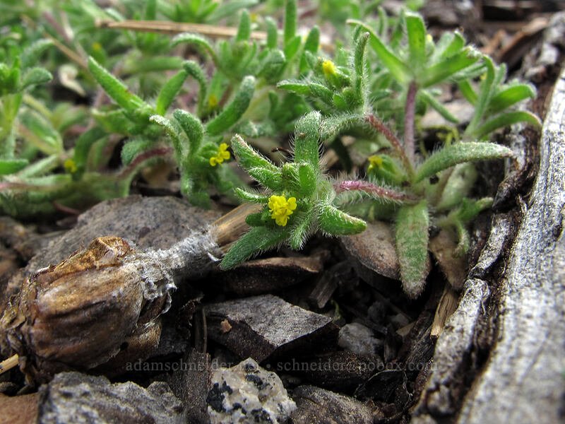 opposite-leaved tarweed (Hemizonella minima (Madia minima)) [Donnell Vista, Stanislaus National Forest, Tuolumne County, California]