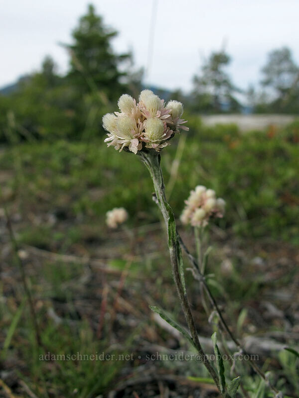 rosy pussy-toes (Antennaria rosea) [Donnell Vista, Stanislaus National Forest, Tuolumne County, California]