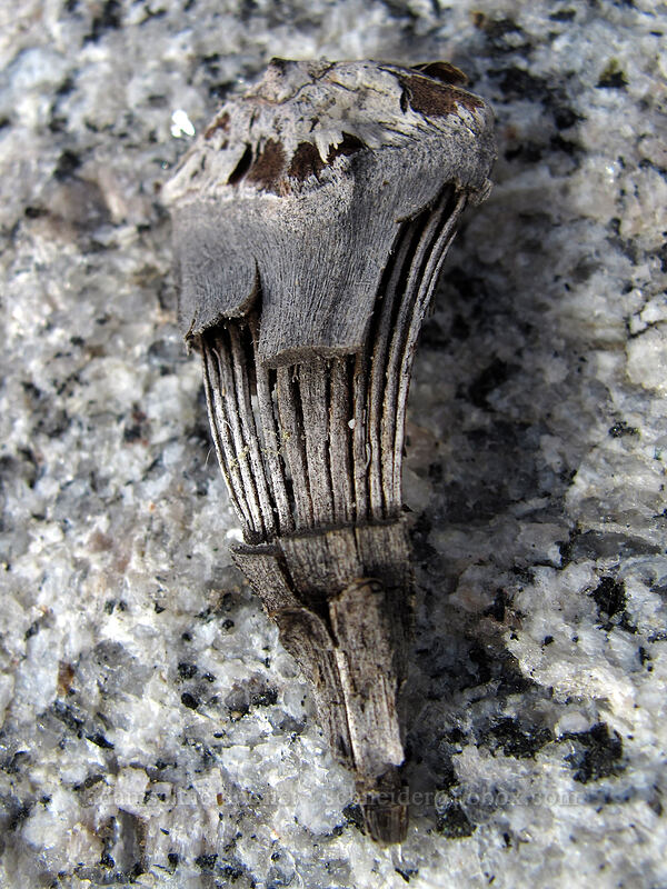 fir seed skeleton (Abies sp.) [Donnell Vista, Stanislaus National Forest, Tuolumne County, California]