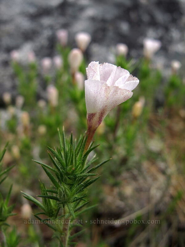 granite prickly-phlox (Leptodactylon pungens (Linanthus pungens)) [Donnell Vista, Stanislaus National Forest, Tuolumne County, California]