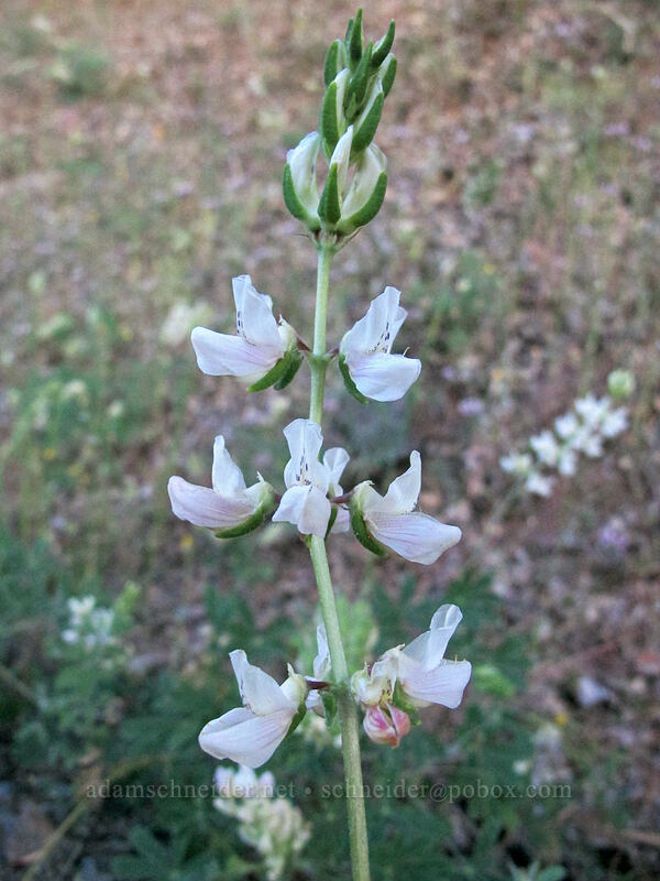 white lupine (Lupinus sp.) [Ward's Ferry Road, Tuolumne County, California]