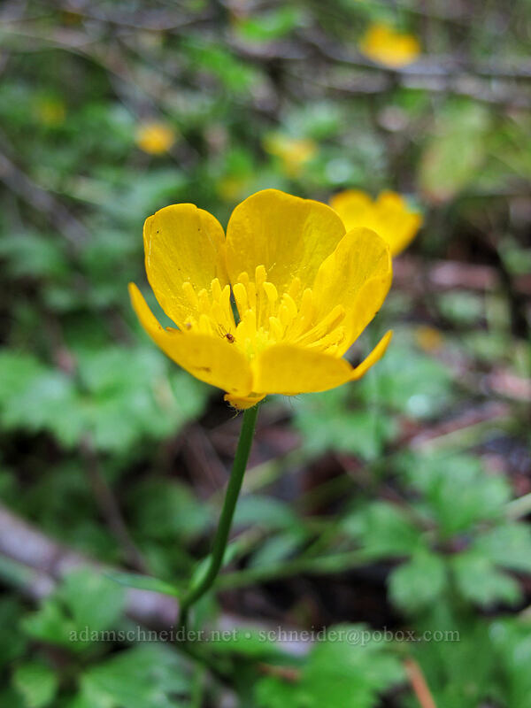 creeping buttercup (Ranunculus repens) [Mt. Shasta City Park, Mount Shasta, Siskiyou County, California]