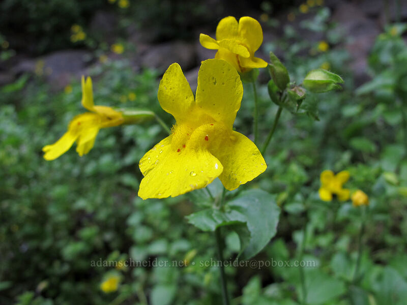 yellow monkeyflower (Erythranthe guttata (Mimulus guttatus)) [Mt. Shasta City Park, Mount Shasta, Siskiyou County, California]