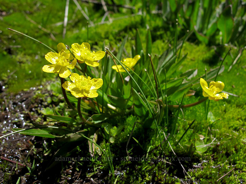 slender buttercups (Ranunculus alismifolius var. alismellus) [Pothole Dome Trail, Yosemite National Park, Tuolumne County, California]