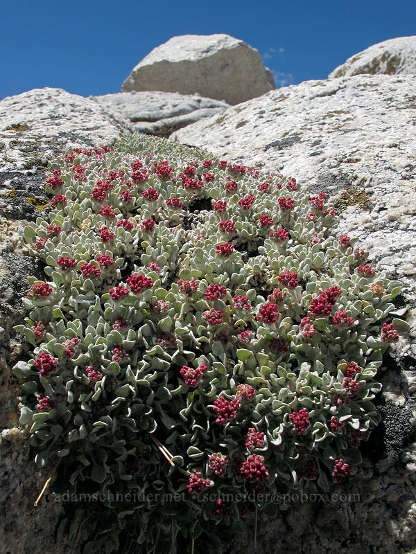 cushion buckwheat (Eriogonum ovalifolium var. nivale) [Lembert Dome, Yosemite National Park, Tuolumne County, California]