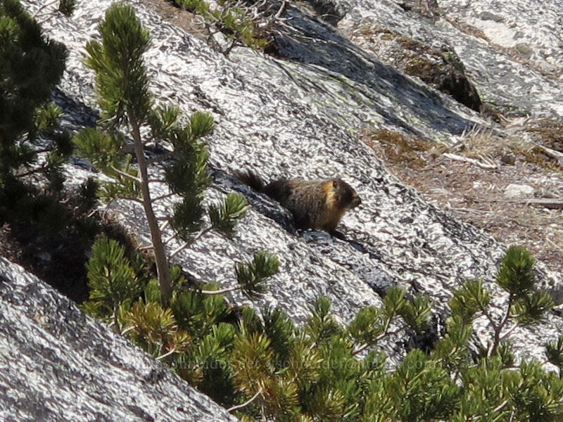 yellow-bellied marmot (Marmota flaviventris) [Lembert Dome, Yosemite National Park, Tuolumne County, California]