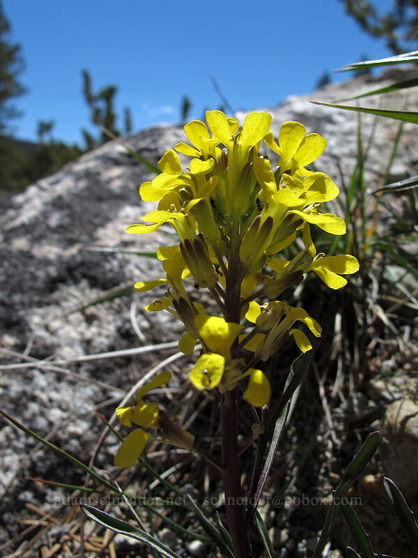 wallflower (Erysimum sp.) [Dana Meadows, Yosemite National Park, Tuolumne County, California]