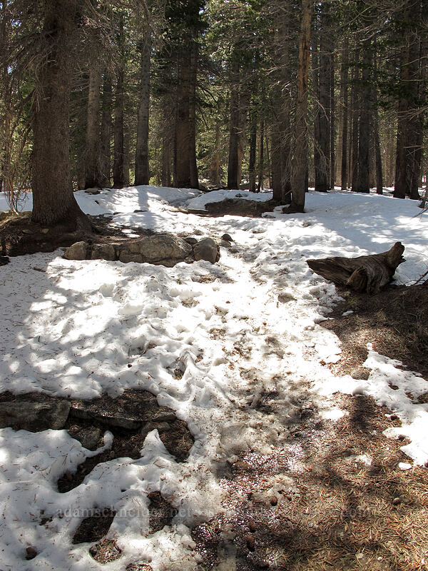 trail through the snow [Gaylor Lake Trail, Yosemite National Park, Tuolumne County, California]