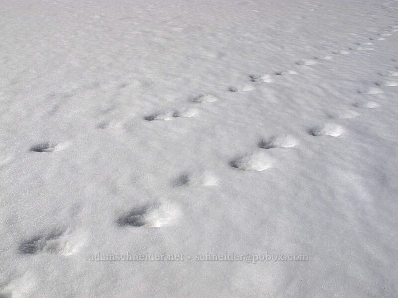 animal tracks [Gaylor Lakes Basin, Yosemite National Park, Tuolumne County, California]
