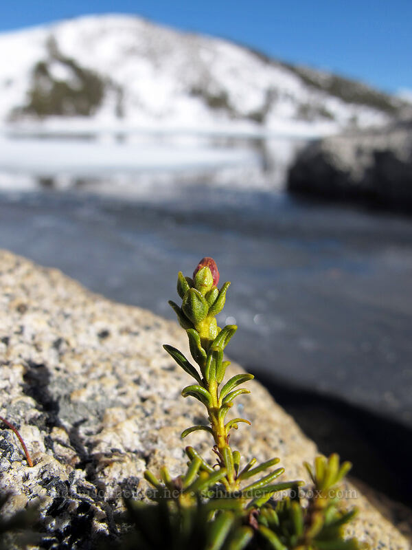 mountain laurel, budding (Kalmia microphylla (Kalmia polifolia ssp. microphylla)) [Gaylor Lakes Basin, Yosemite National Park, Tuolumne County, California]