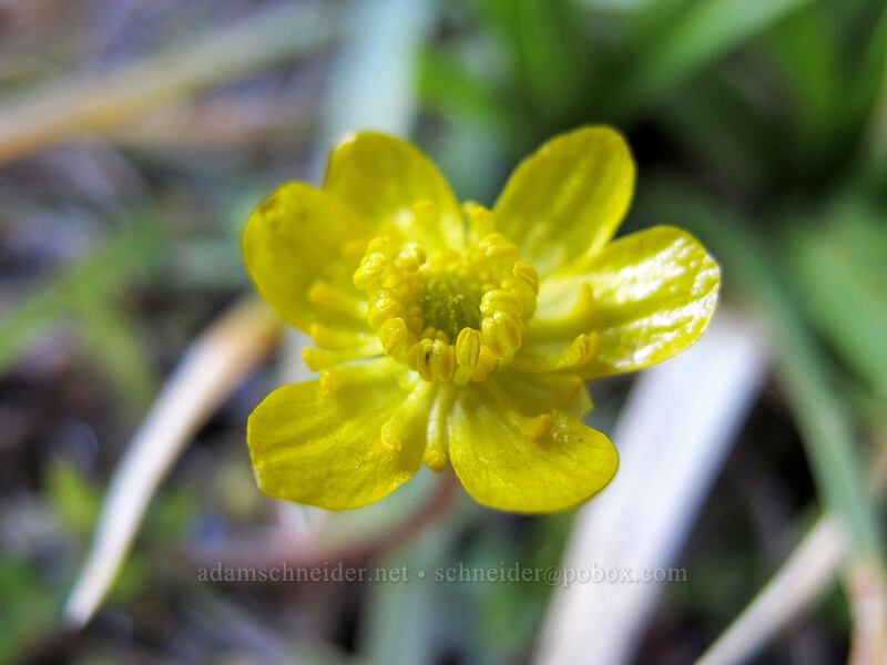 slender buttercup (Ranunculus alismifolius var. alismellus) [Dana Meadows, Yosemite National Park, Tuolumne County, California]