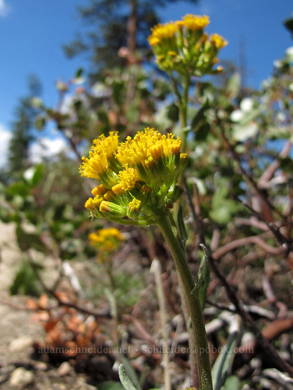 California butterweed (Senecio aronicoides) [Sentinel Dome Trail, Yosemite National Park, Mariposa County, California]