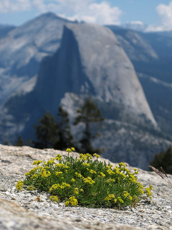 Sierra biscuitroot & Half Dome (Lomatium torreyi) [Sentinel Dome, Yosemite National Park, Mariposa County, California]