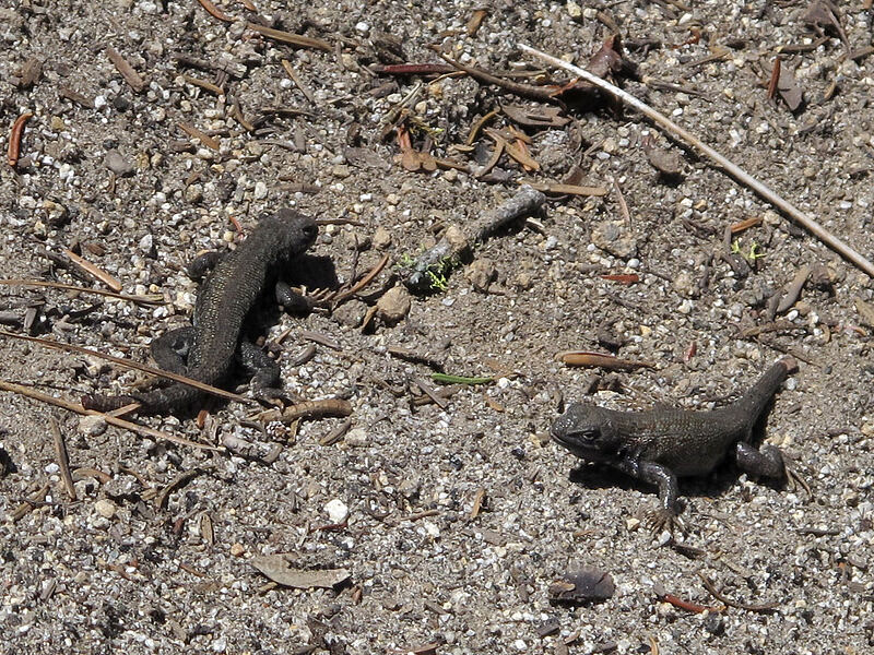 lizard fight (Sceloporus occidentalis taylori) [Pohono Trail, Yosemite National Park, Mariposa County, California]