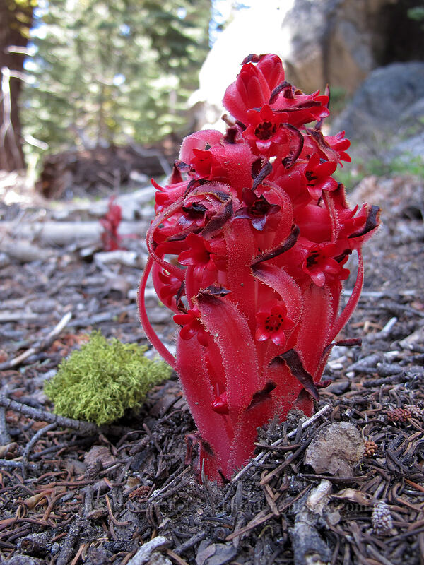 snow plant (Sarcodes sanguinea) [Pohono Trail, Yosemite National Park, Mariposa County, California]