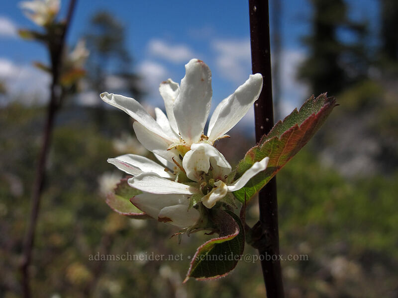 serviceberry (Amelanchier sp.) [Pohono Trail, Yosemite National Park, Mariposa County, California]