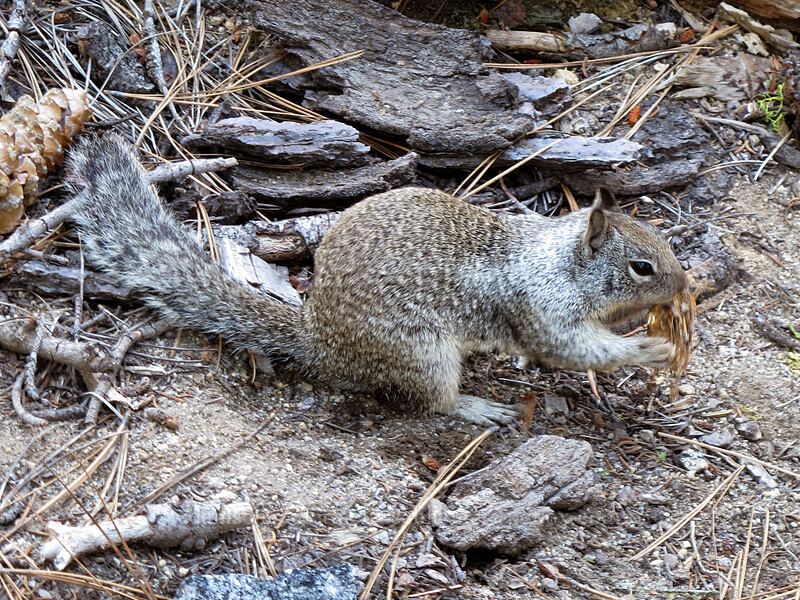 California ground squirrel (Otospermophilus beecheyi (Spermophilus beecheyi)) [Pohono Trail, Yosemite National Park, Mariposa County, California]