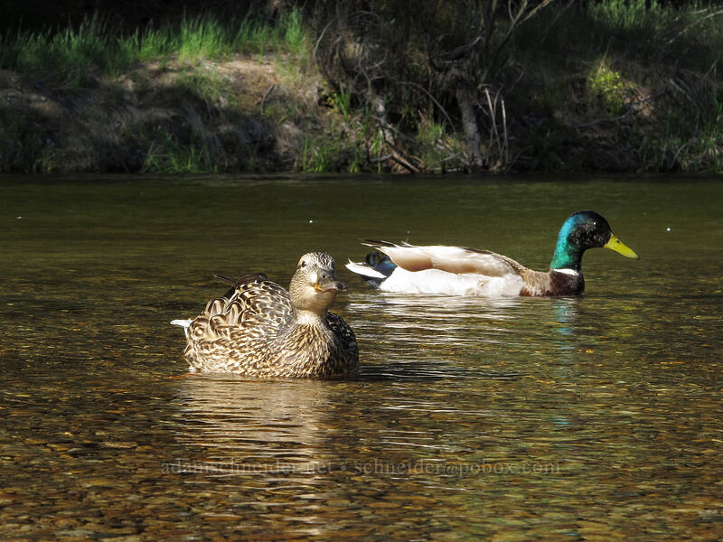 mallard ducks (Anas platyrhynchos) [Cathedral Beach, Yosemite National Park, Mariposa County, California]