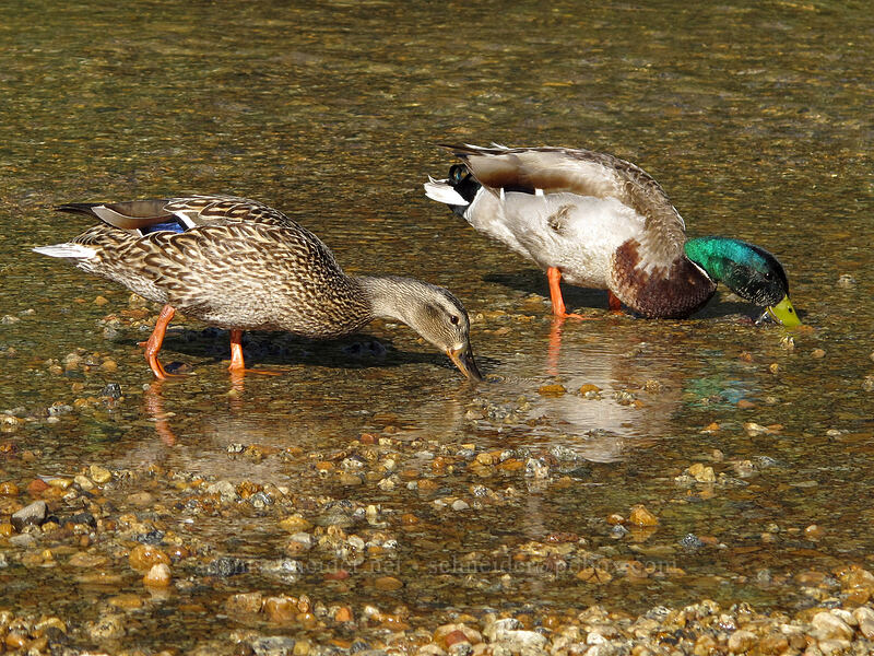 mallard ducks (Anas platyrhynchos) [Cathedral Beach, Yosemite National Park, Mariposa County, California]