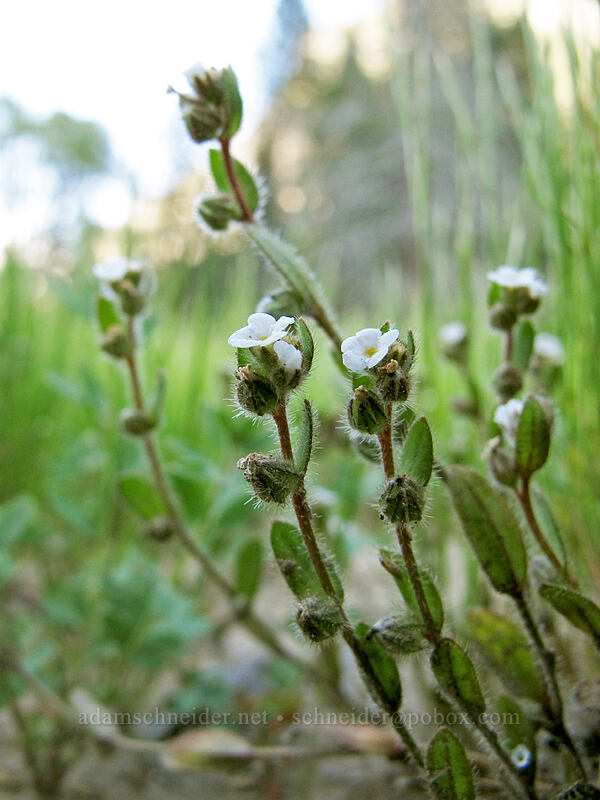 Torrey's popcorn flower (Plagiobothrys torreyi) [Swinging Bridge, Yosemite National Park, Mariposa County, California]