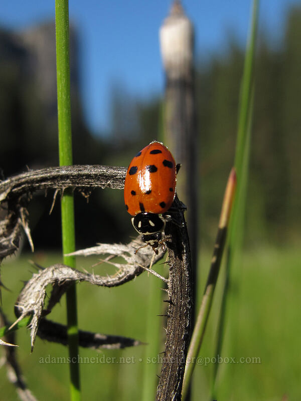 convergent ladybug (Hippodamia convergens) [Stoneman Meadow, Yosemite National Park, Mariposa County, California]