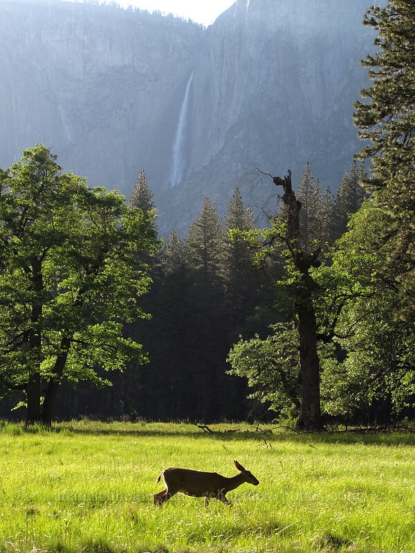 mule deer & Yosemite Falls (Odocoileus hemionus californicus) [Stoneman Meadow, Yosemite National Park, Mariposa County, California]