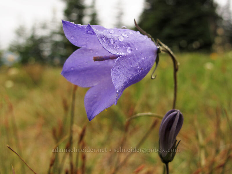 harebell (Campanula rotundifolia) [Hurricane Hill Trail, Olympic National Park, Clallam County, Washington]