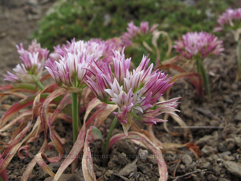 Olympic onion (Allium crenulatum) [Hurricane Hill Trail, Olympic National Park, Clallam County, Washington]