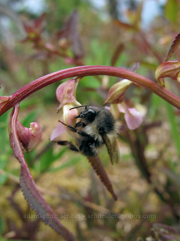 bumbebee on sickle-top lousewort (Pedicularis racemosa) [Hurricane Hill Trail, Olympic National Park, Clallam County, Washington]