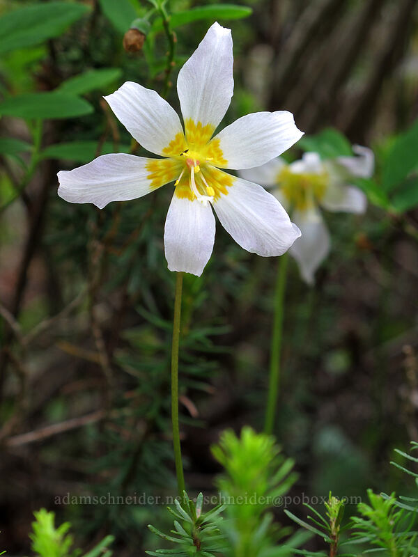 avalanche lily (Erythronium montanum) [Hurricane Hill Trail, Olympic National Park, Clallam County, Washington]