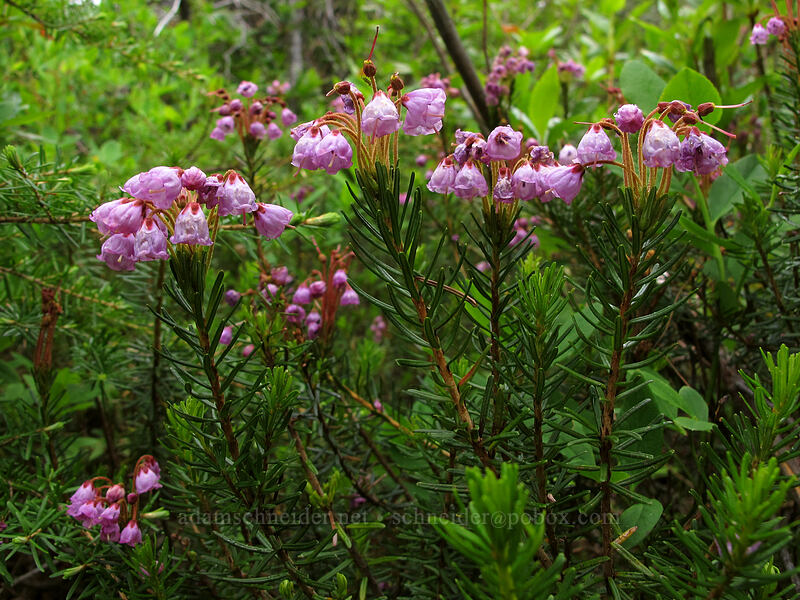pink mountain heather (Phyllodoce empetriformis) [Hurricane Hill Trail, Olympic National Park, Clallam County, Washington]
