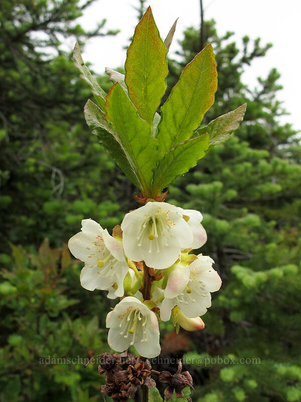 white rhododendron (Rhododendron albiflorum) [Hurricane Hill Trail, Olympic National Park, Clallam County, Washington]