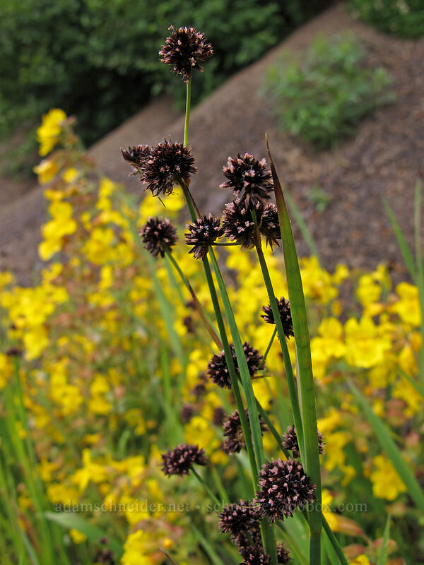 Mertens' rush & yellow monkeyflower (Juncus mertensianus, Erythranthe guttata (Mimulus guttatus)) [Hurricane Ridge Road, Olympic National Park, Clallam County, Washington]