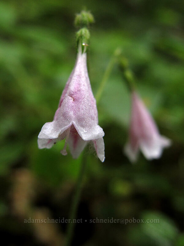 twinflowers (Linnaea borealis) [Barnes Creek Trail, Olympic National Park, Clallam County, Washington]