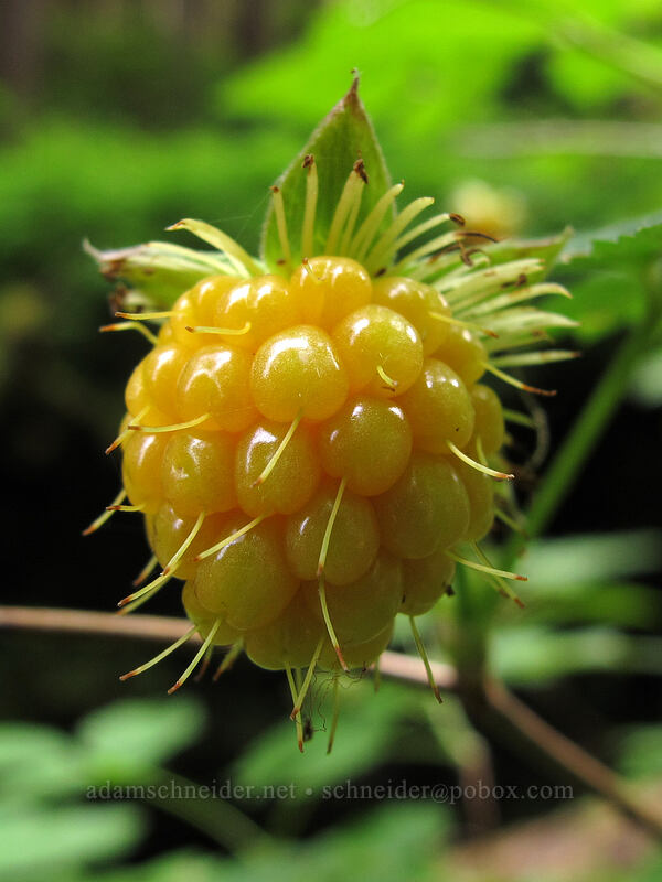 salmonberry (Rubus spectabilis) [Sol Duc Trail, Olympic National Park, Clallam County, Washington]