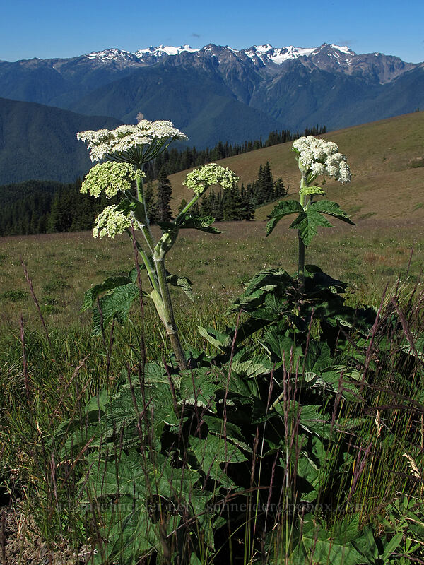 cow parsnip (Heracleum maximum) [Hurricane Ridge, Olympic National Park, Clallam County, Washington]