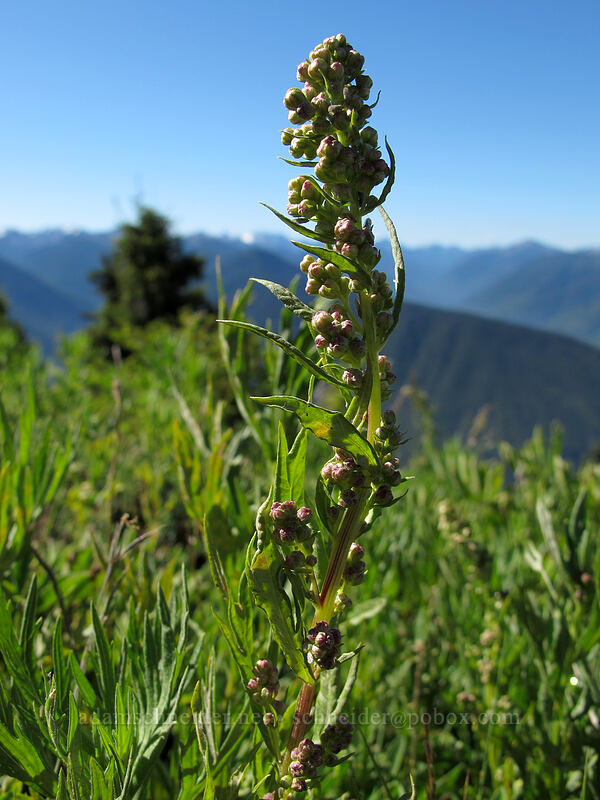 western wormwood, budding (Artemisia ludoviciana) [Hurricane Ridge, Olympic National Park, Clallam County, Washington]