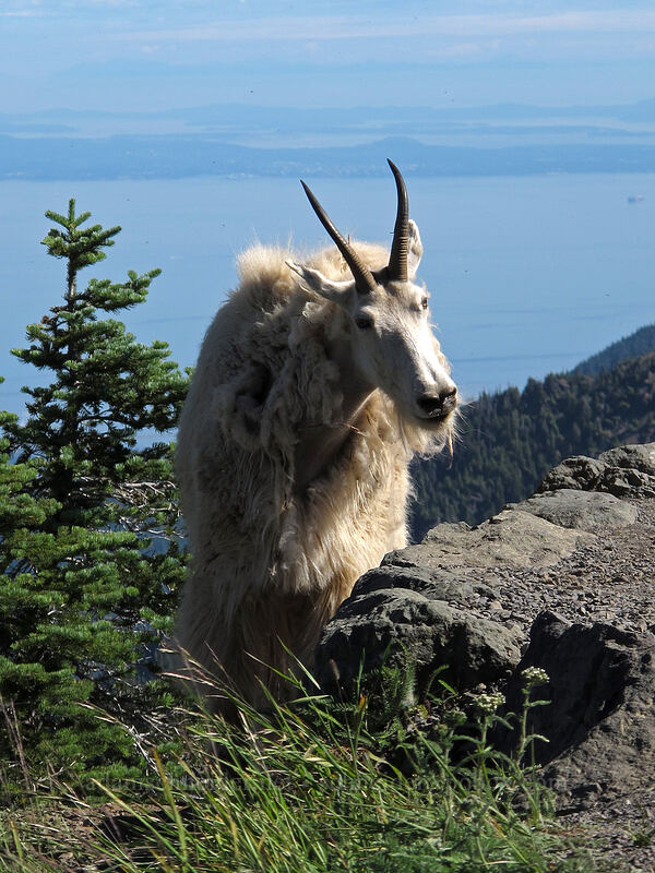 mountain goat (Oreamnos americanus) [Sunrise Point, Olympic National Park, Clallam County, Washington]