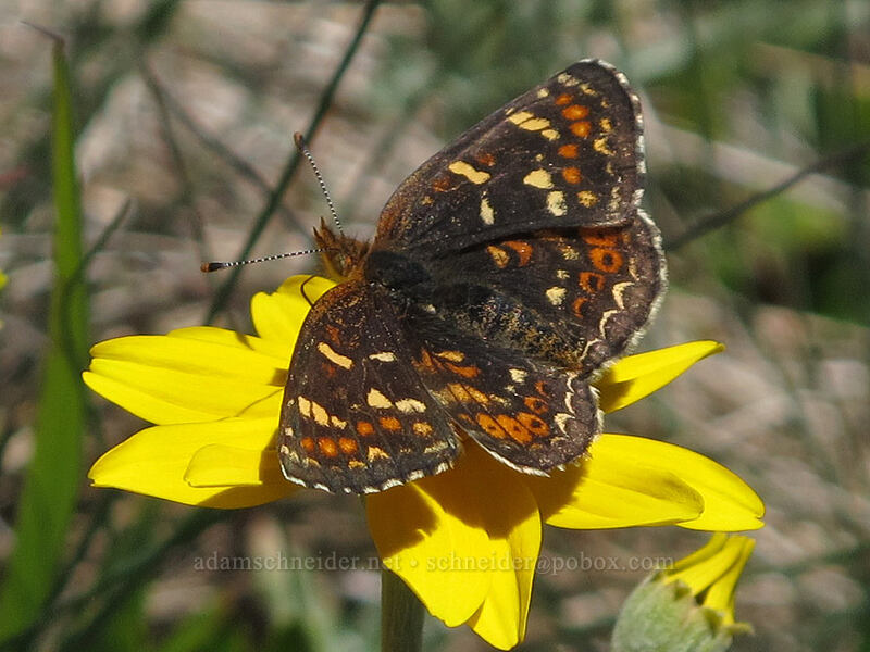 field crescent butterfly on Oregon sunshine (Phyciodes pulchella, Eriophyllum lanatum) [Klahhane Ridge Trail, Olympic National Park, Clallam County, Washington]