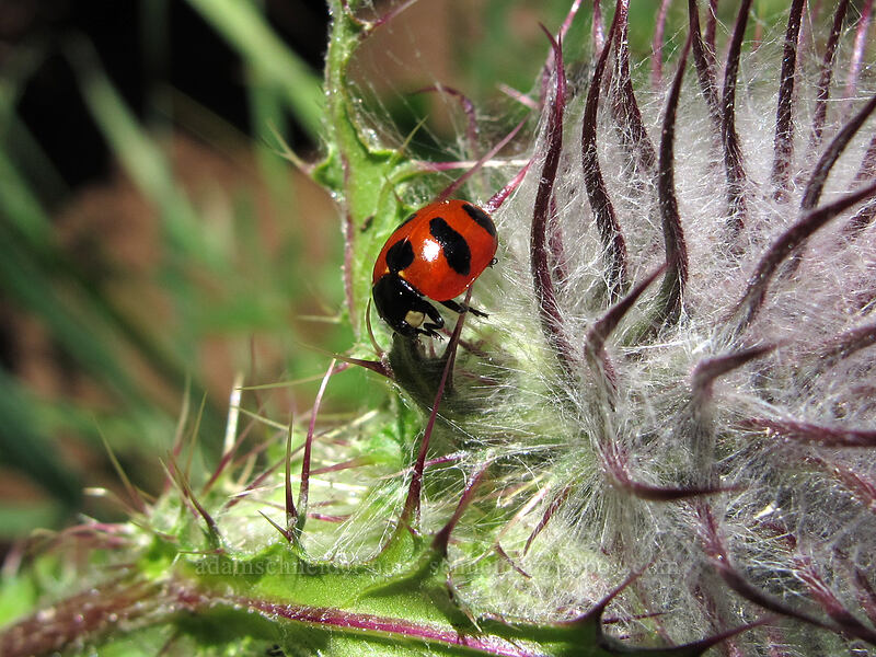 mountain ladybug on edible thistle (Coccinella monticola, Cirsium edule) [Switchback Trail, Olympic National Park, Clallam County, Washington]