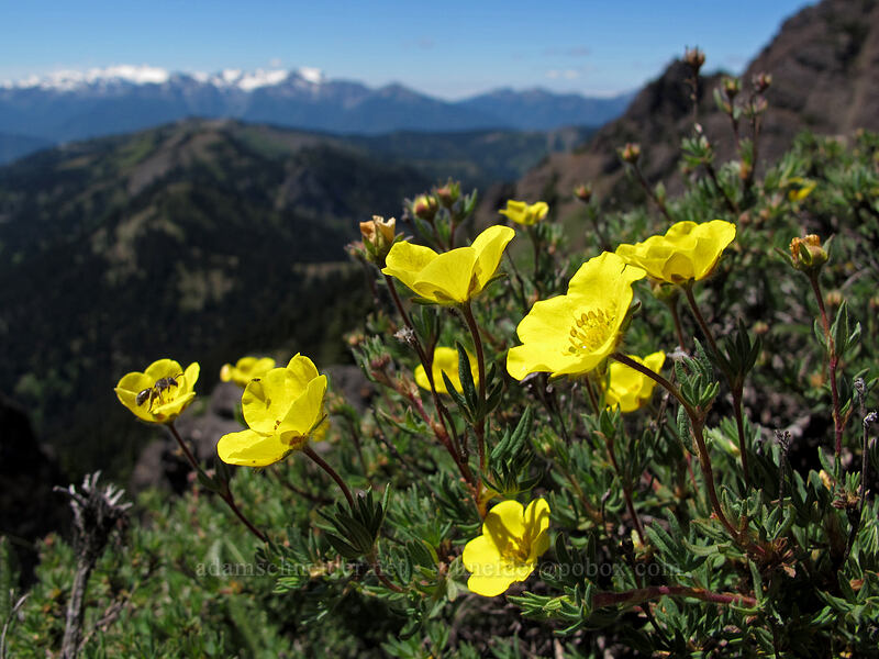 shrubby cinquefoil (Dasiphora fruticosa (Potentilla fruticosa)) [Switchback Trail, Olympic National Park, Clallam County, Washington]