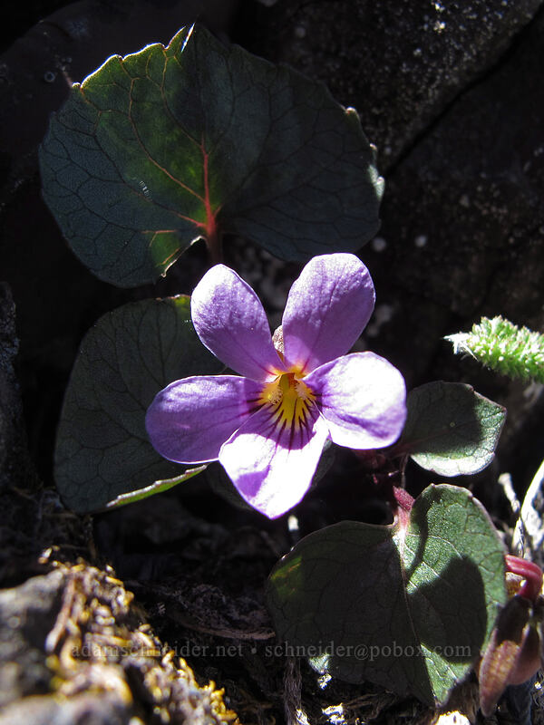 Olympic violet (Viola flettii) [Mount Angeles, Olympic National Park, Clallam County, Washington]