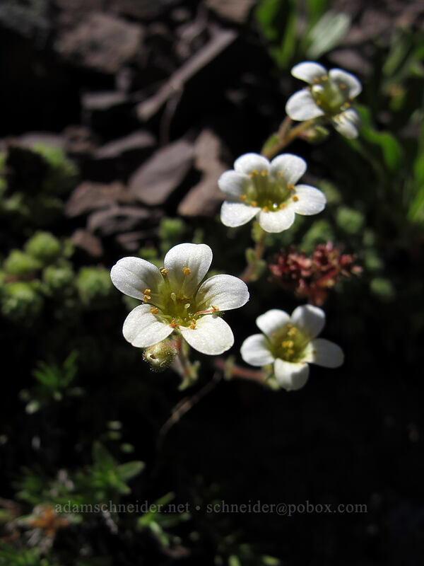 tufted alpine saxifrage (Saxifraga cespitosa var. subgemmifera (Saxifraga caespitosa)) [Mount Angeles, Olympic National Park, Clallam County, Washington]