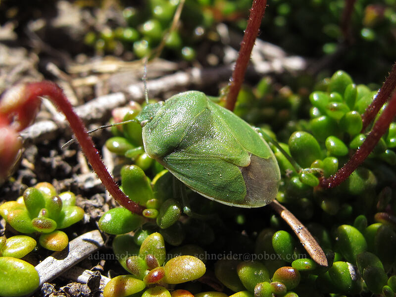 green stink bug on Tolmie's saxifrage (Chlorochroa sp., Micranthes tolmiei (Saxifraga tolmiei)) [Lake Angeles Trail, Olympic National Park, Clallam County, Washington]