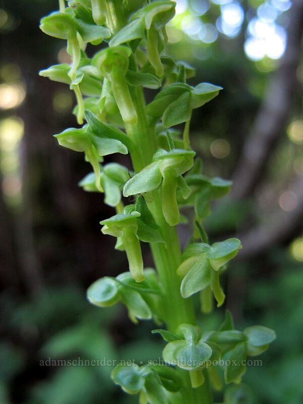 slender bog orchid (Platanthera stricta (Piperia stricta)) [Lake Angeles Trail, Olympic National Park, Clallam County, Washington]