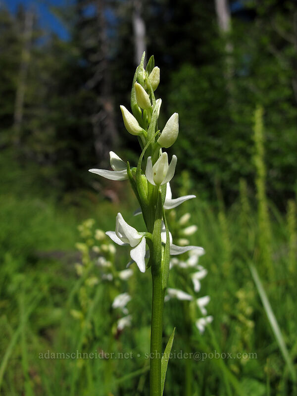 white bog orchid (Platanthera dilatata var. dilatata (Habenaria dilatata)) [Lake Angeles Trail, Olympic National Park, Clallam County, Washington]