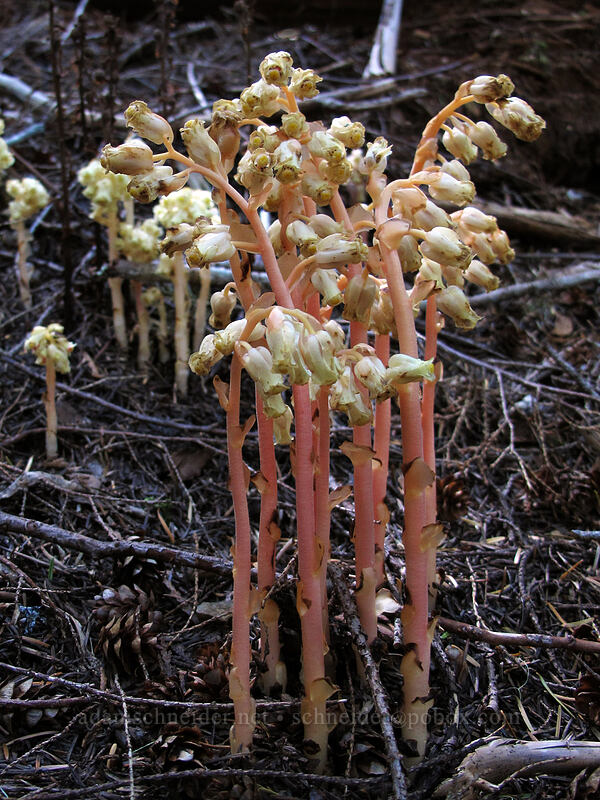pinesap (Monotropa hypopitys) [Lake Angeles Trail, Olympic National Park, Clallam County, Washington]