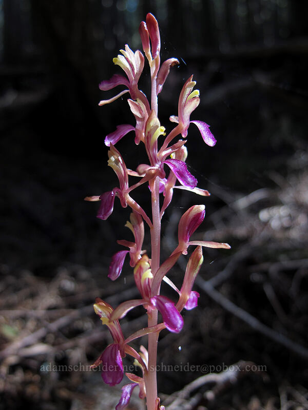 western coral-root orchid (Corallorhiza mertensiana) [Lake Angeles Trail, Olympic National Park, Clallam County, Washington]