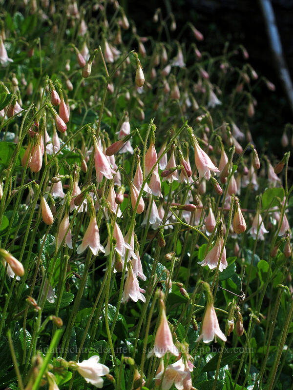 twinflowers (Linnaea borealis) [Lake Angeles Trail, Olympic National Park, Clallam County, Washington]