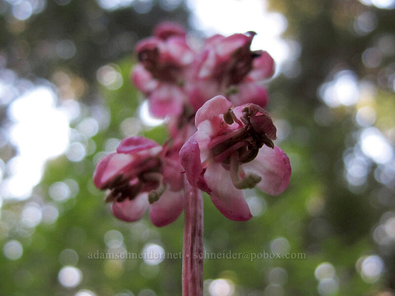 pink wintergreen (Pyrola asarifolia) [Lake Angeles Trail, Olympic National Park, Clallam County, Washington]